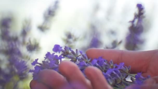 Жіночі Руки Вирізали Лавандові Квіти Ножицями — стокове відео