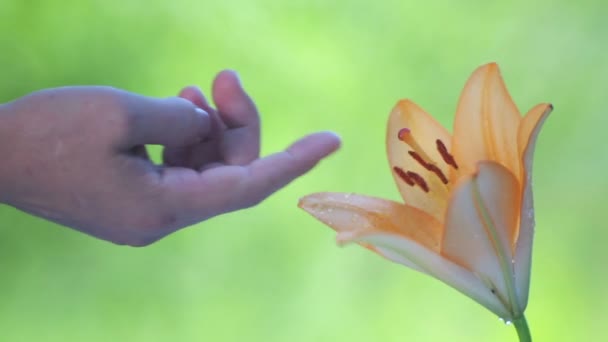 Mão Feminina Com Flor Lírio Uma Mão Feminina Toca Abraça — Vídeo de Stock