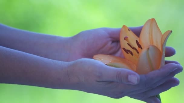 Main Féminine Avec Fleur Lys Une Main Féminine Touche Étreint — Video