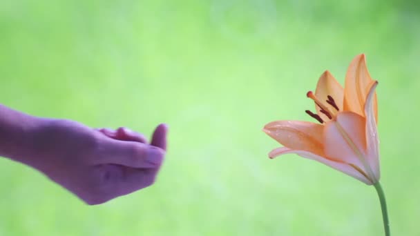 ユリの花を持つ女性の手 女性の手は触れ ユリの花を抱きます — ストック動画