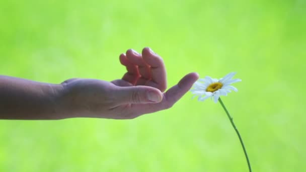 Kvinnlig Hand Vidrör Och Kramar Kamomillblomma Kvinnlig Hand Med Kamomillblomma — Stockvideo