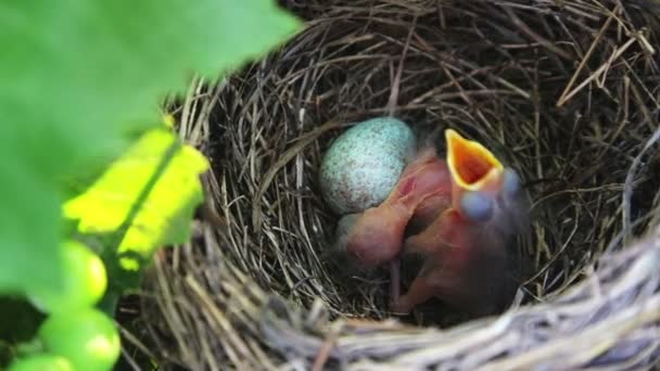 巣の中の黒鳥の雛 巣の孵化した雛には食物が必要です — ストック動画