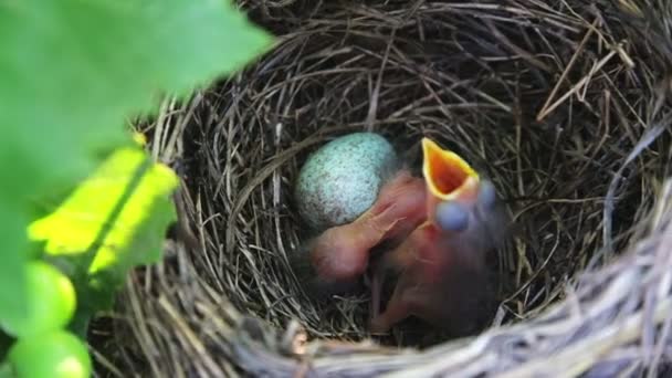 Des Poussins Merle Dans Nid Les Poussins Éclos Dans Nid — Video