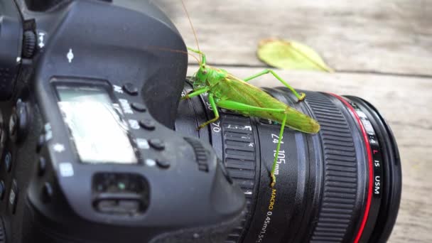 Insecto Langosta Sienta Lente Cámara Grasshopper Lente Cámara — Vídeos de Stock