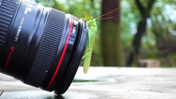 Insecte Acridien Est Assis Sur Lentille Caméra Sauterelle Sur Objectif — Video