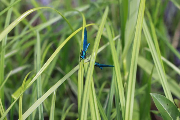 Libellule Bleue Sur Herbe — Photo