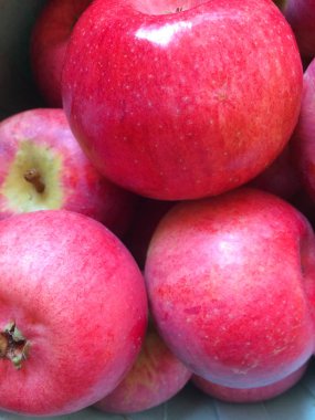 Kırmızı sulu elmalar. Bahçe