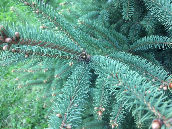 Vuren Takken Een Groene Achtergrond Blauwe Spar Groene Spar Witte — Stockfoto