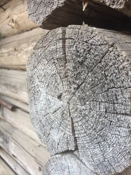 Tree rings old weathered wood texture with the cross section of a cut log