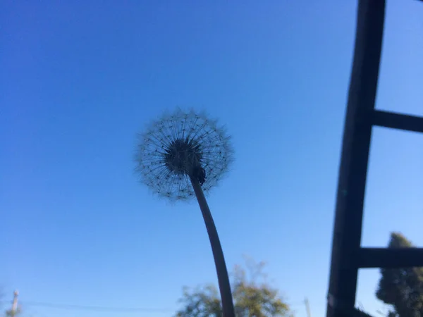 Taraxacum Flor Blanca Con Semillas Fondo Del Cielo Azul — Foto de Stock