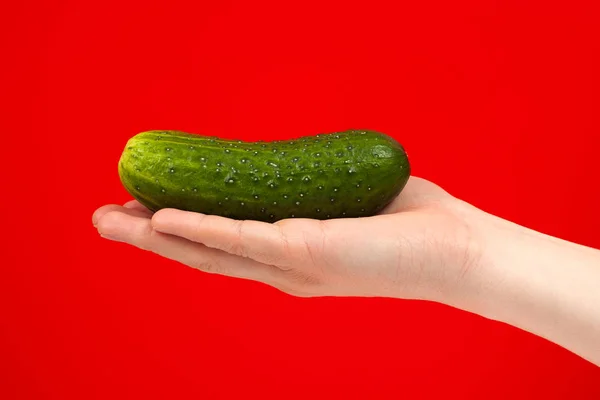 Reife saftige köstliche Gurke in der Hand isoliert auf rotem Hintergrund — Stockfoto