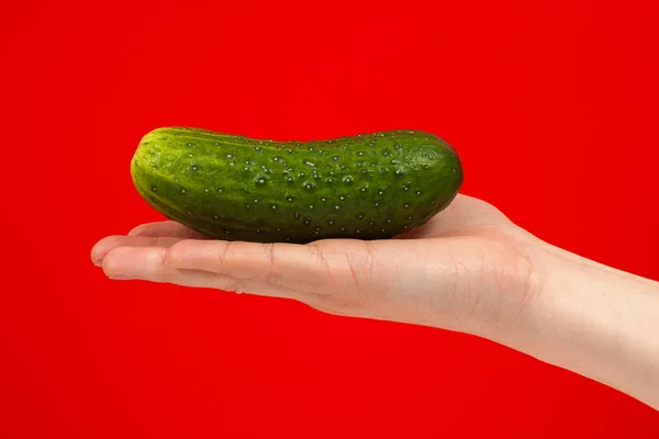 Ripe juicy delicious cucumber in hand isolated on red background — Stock Photo, Image