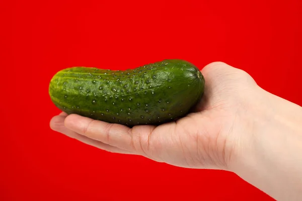 Rijpe sappige heerlijke komkommer in de hand geïsoleerd op rode achtergrond — Stockfoto