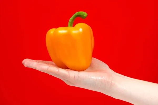 Tasty Fresh organic yellow delicious pepper in hand Isolated on — Stock Photo, Image