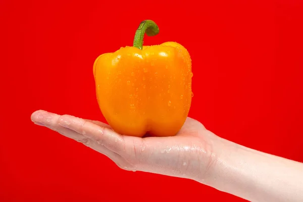 Tasty Fresh organic yellow delicious pepper in hand Isolated on — Stock Photo, Image