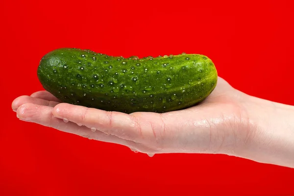 Ripe juicy delicious cucumber in hand isolated on red background — Stock Photo, Image