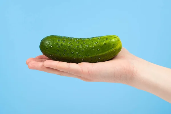 Hand holding organic delicious cucumber Isolated on red Backgrou — Stock Photo, Image