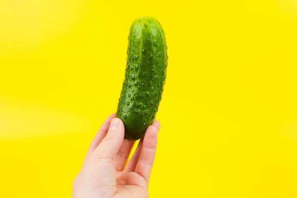 Ein Mann Koch Hand hält eine bunte frische grüne Gurke, isolieren — Stockfoto