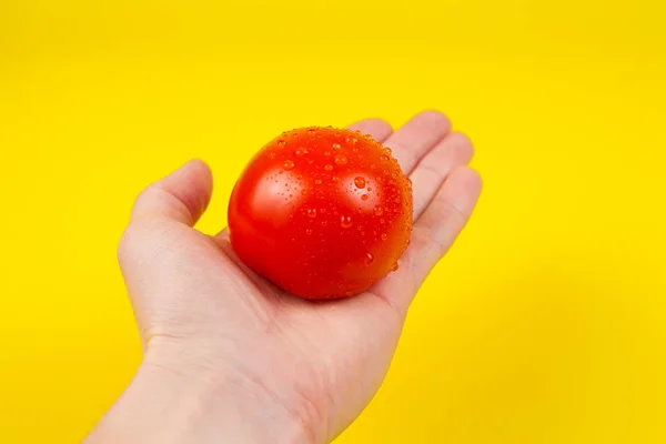 Um homem cozinhar mão segurando um tomate vermelho fresco colorido, isolado em — Fotografia de Stock