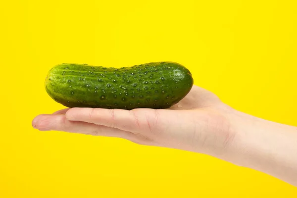 Ein Mann Koch Hand hält eine bunte frische grüne Gurke, isolieren — Stockfoto