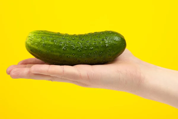 Ein Mann Koch Hand hält eine bunte frische grüne Gurke, isolieren — Stockfoto