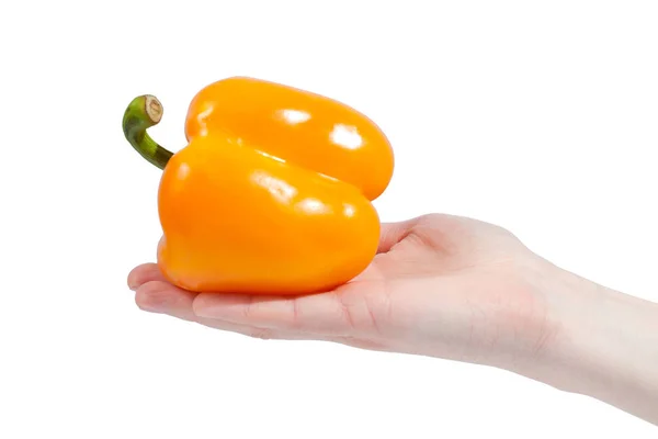 Χέρι που κρατά το βιολογικό νόστιμο πιπέρι απομονωμένο στο λευκό Προγρού — Φωτογραφία Αρχείου