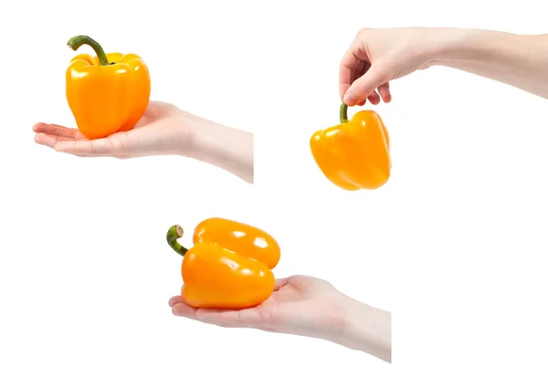 Χέρι που κρατά το βιολογικό νόστιμο πιπέρι απομονωμένο στο λευκό Προγρού — Φωτογραφία Αρχείου
