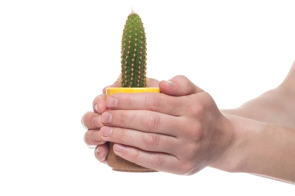 Kézben tartott kaktusz a pot izolált fehér alapon — Stock Fotó