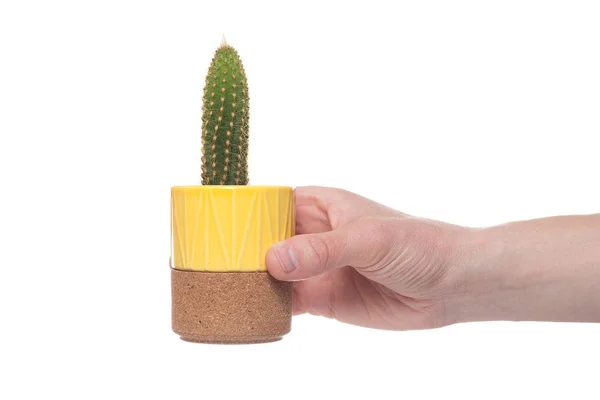 Cactus in vaso isolato su fondo bianco — Foto Stock