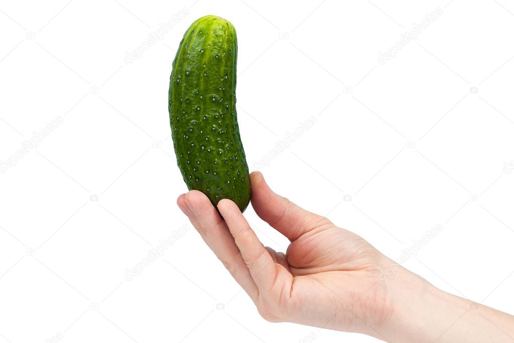 Hand holding organic delicious cucumber Isolated on white Backgr