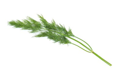 Beyaz arka planda taze yeşil dereotu dalları