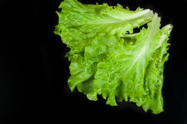 Siyah arka planda yeşil marul. Boşluğu kopyala