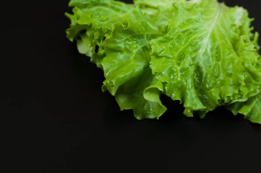 Siyah arka planda yeşil marul. Boşluğu kopyala