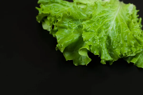 Siyah arka planda yeşil marul. Boşluğu kopyala