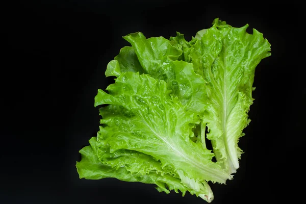 Green lettuce isolated on black background. Copy space