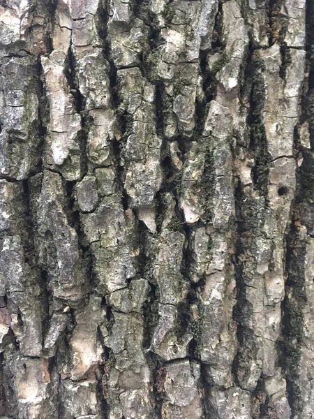 Dry tree bark texture background — Stock Photo, Image