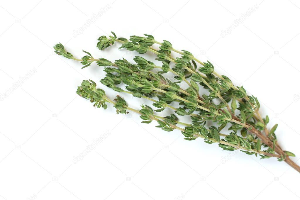Fresh green thyme twig on white background