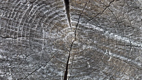 Alten Baumstumpf Textur Hintergrund — Stockfoto