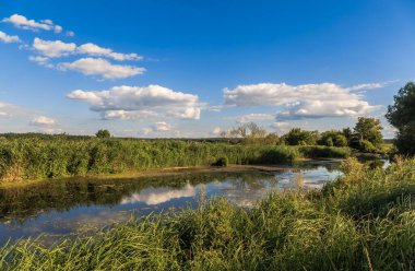 Yeşil Ukrayna. Irpen Nehri, Knyazhichi köyü. Kiev bölgesi. Ukrayna. 9 Ağustos 2020