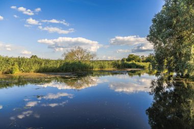 Yeşil Ukrayna. Irpen Nehri, Knyazhichi köyü. Kiev bölgesi. Ukrayna. 9 Ağustos 2020