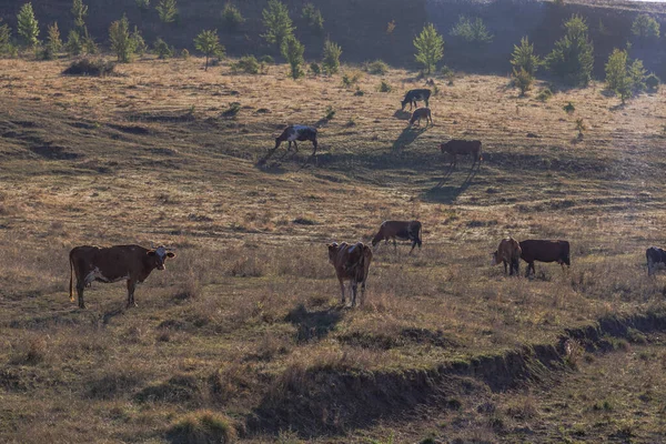 Morgendämmerung Nebeliger Morgen Der Region Winniza September 2020 — Stockfoto