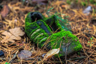 Ormanda yosunla kaplanmış eski bir spor ayakkabı. Kiev bölgesi. Ukrayna. 11 Ekim 2020