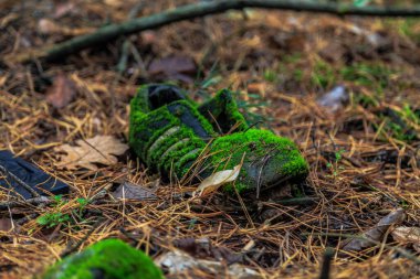 Ormanda yosunla kaplanmış eski bir spor ayakkabı. Kiev bölgesi. Ukrayna. 11 Ekim 2020