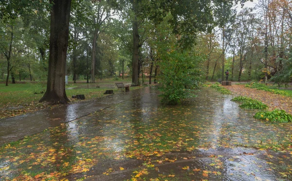 Walk in the rain in the autumn park. Boyarka town. Kiev region, Ukraine. 17 october 2020