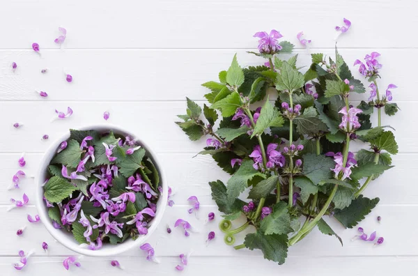 Rode Brandnetel Voor Culinaire Kruidengeneeskunde Eetbare Lenteplant Een Witte Houten — Stockfoto