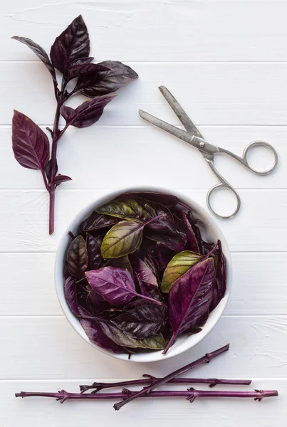 Basil White Wooden Table Scissors Leaves Twigs Purple Basil Garden — Stock Photo, Image