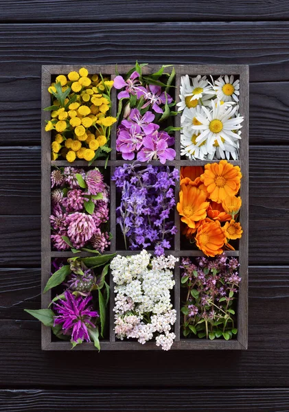 在黑暗的木板上的木箱里有可食用的花和香草 用于烹饪和草药的新鲜植物收集 顶部视图 — 图库照片