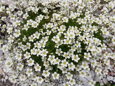 Saxifraga arendsii. Yosunlu Saxifrage beyaz çiçeklerle çiçek açıyor. Toprak küçük beyaz taşlarla kaplı..
