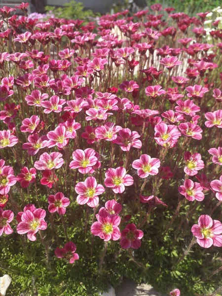 Mossy Saxifrage Virágzik Lila Virágokkal Saxifraga Arendsii Vagyok Fénykép Oldalról — Stock Fotó