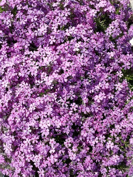 フロックスの豊富な開花 ピンクの花は葉をほぼ完全に覆う フロックス スブラタ — ストック写真